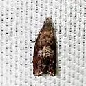 Sapodilla Pod Borer Moth - Hodges#3414.1 - photo 2
