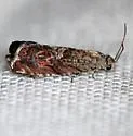 Sapodilla Pod Borer Moth - Hodges#3414.1 - photo 3