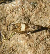 Dichrorampha sequana - photo 2