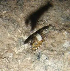 Dichrorampha sequana - photo 3