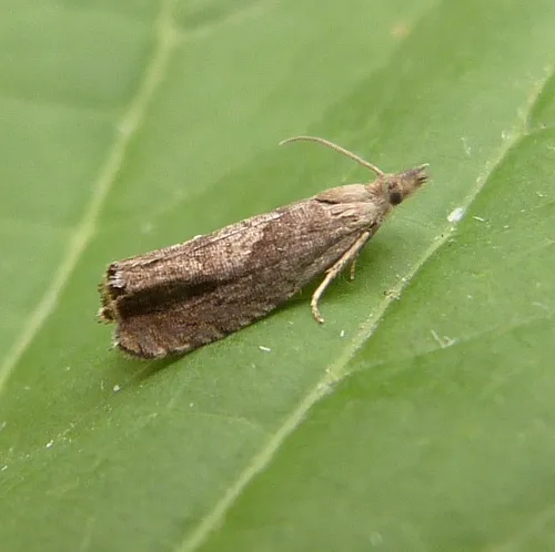 Dichrorampha simpliciana - photo 2