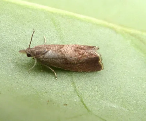 Dichrorampha simpliciana - photo 3