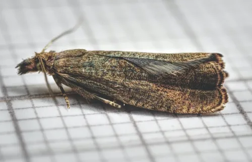 Dichrorampha simpliciana - photo 5