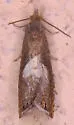Dichrorampha simulana - Hodges#3404 - photo 2