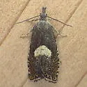 Dichrorampha simulana - Hodges#3404 - photo 3