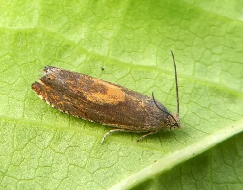 Dichrorampha vancouverana