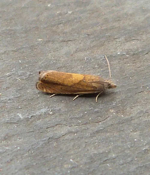 Dichrorampha vancouverana - photo 2