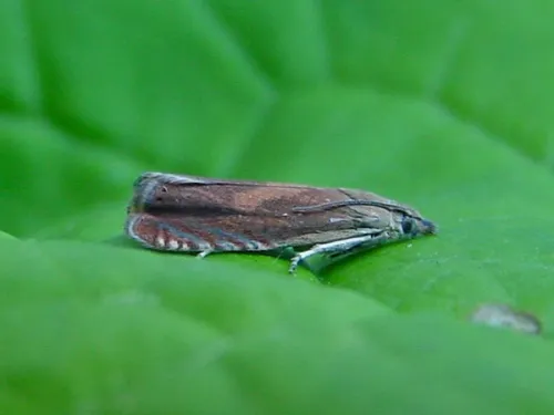 Dichrorampha vancouverana - photo 3
