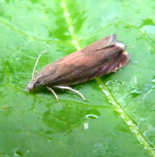 Dichrorampha vancouverana - photo 4