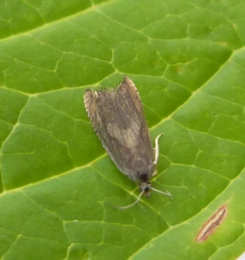 Dichrorampha vancouverana - photo 5