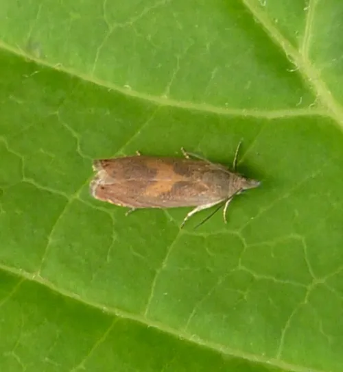 Dichrorampha vancouverana - photo 6