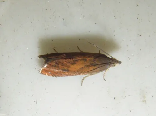 Dichrorampha vancouverana - photo 7