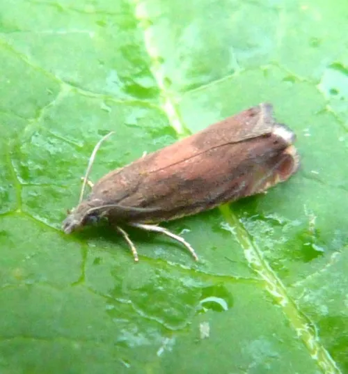 Dichrorampha vancouverana - photo 8
