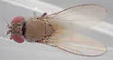 Diclasiopa lacteipennis