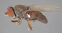 Diclasiopa lacteipennis - photo 2