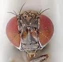 Diclasiopa lacteipennis - photo 3