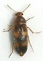 Diclidia bicincta - photo 2