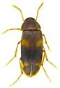 Diclidia bicincta - photo 4