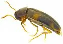 Diclidia bicincta - photo 5
