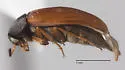 Diclidia fuscula