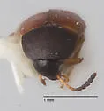 Diclidia fuscula - photo 2
