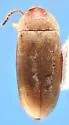 Diclidia fuscula - photo 3