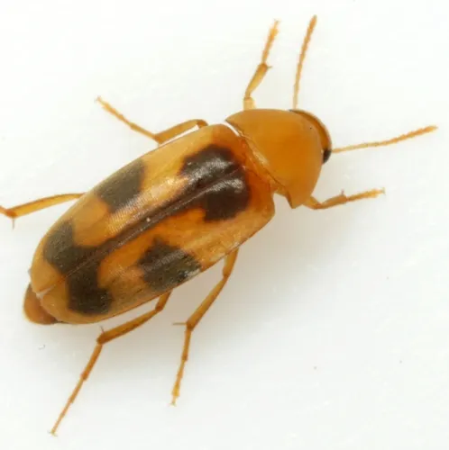 Diclidia laetula
