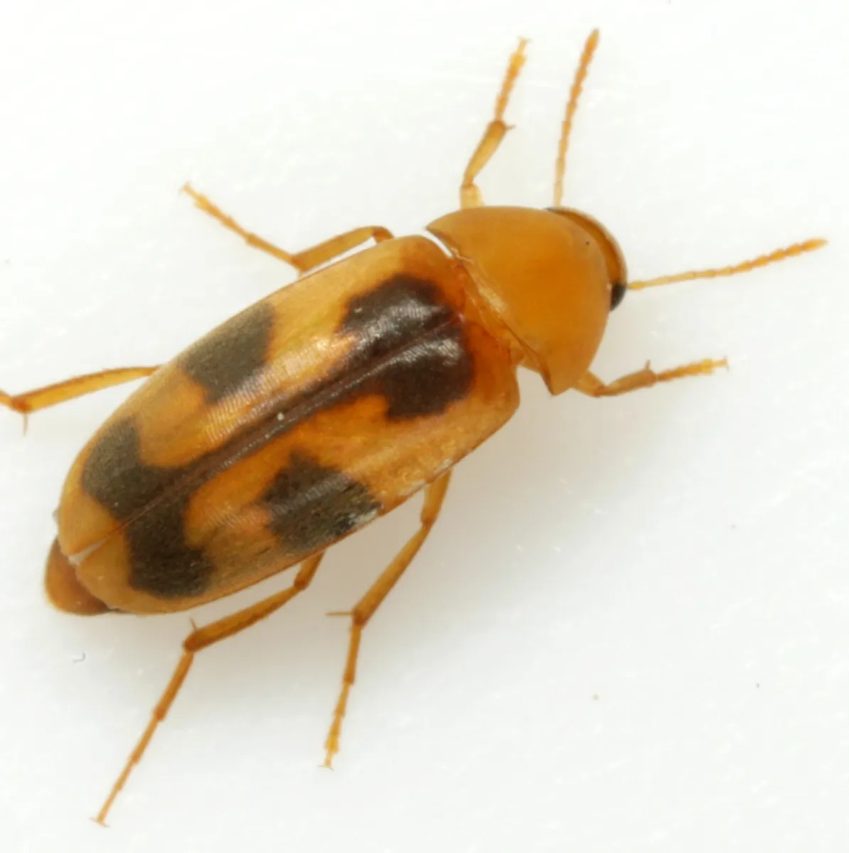 Diclidia laetula - photo 3