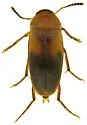 Diclidia obscura
