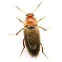 Diclidia spinea - Diclidia spinea