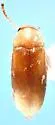 Diclidia spinea - photo 2
