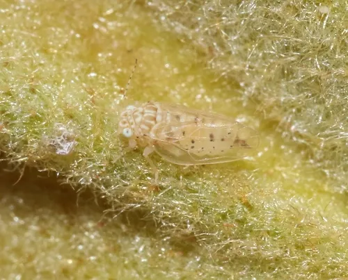 Diclidophlebia fremontiae