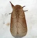 Dicogaster coronada - Hodges#7692