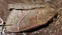 Dicogaster coronada - Hodges#7692 - photo 2