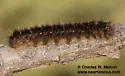 Dicogaster coronada - Hodges#7692 - photo 4
