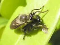Curly-haired Longhorn Robber - photo 2