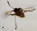 Dicopomorpha echmepterygis