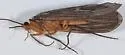 Dicosmoecus atripes