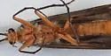 Dicosmoecus atripes - photo 3