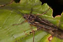 Dicosmoecus atripes - photo 4
