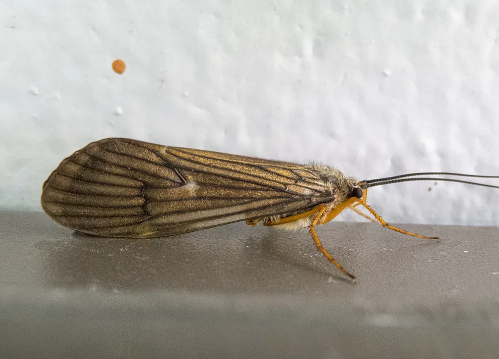 Dicosmoecus gilvipes - photo 2