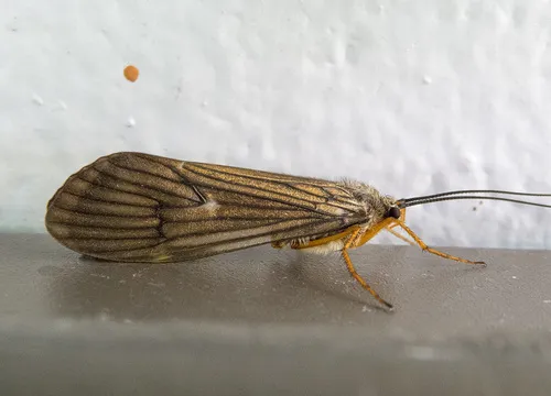 Dicosmoecus gilvipes - photo 3