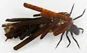 Dicosmoecus pallicornis - photo 5