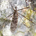 Dicranomyia defuncta - photo 2