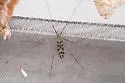 Dicranomyia defuncta - photo 5