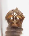 Dicranomyia frontalis - photo 2