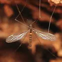 Dicranomyia fusca