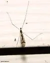 Dicranomyia humidicola
