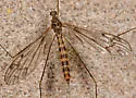 Dicranomyia humidicola - photo 2