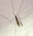 Dicranomyia humidicola - photo 3